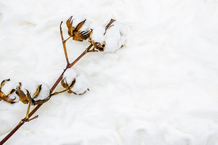 100%  Organic Cotton